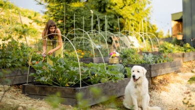 Woman in a green apron harvests vegetables in her eco-friendly garden, with her dog sitting nearby.