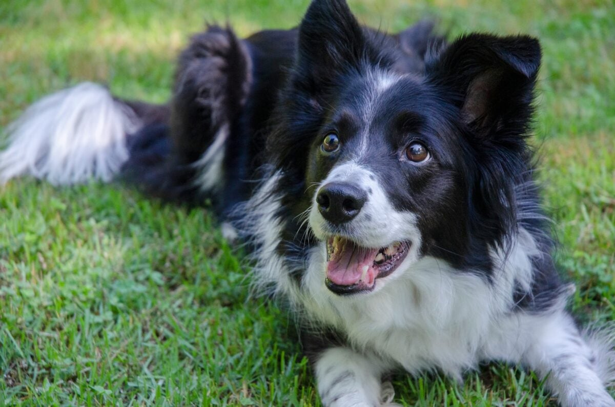 A black and white Border Collie sitting in the grass looking excited.