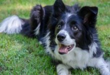 A black and white Border Collie sitting in the grass looking excited.