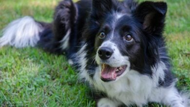 A black and white Border Collie sitting in the grass looking excited.