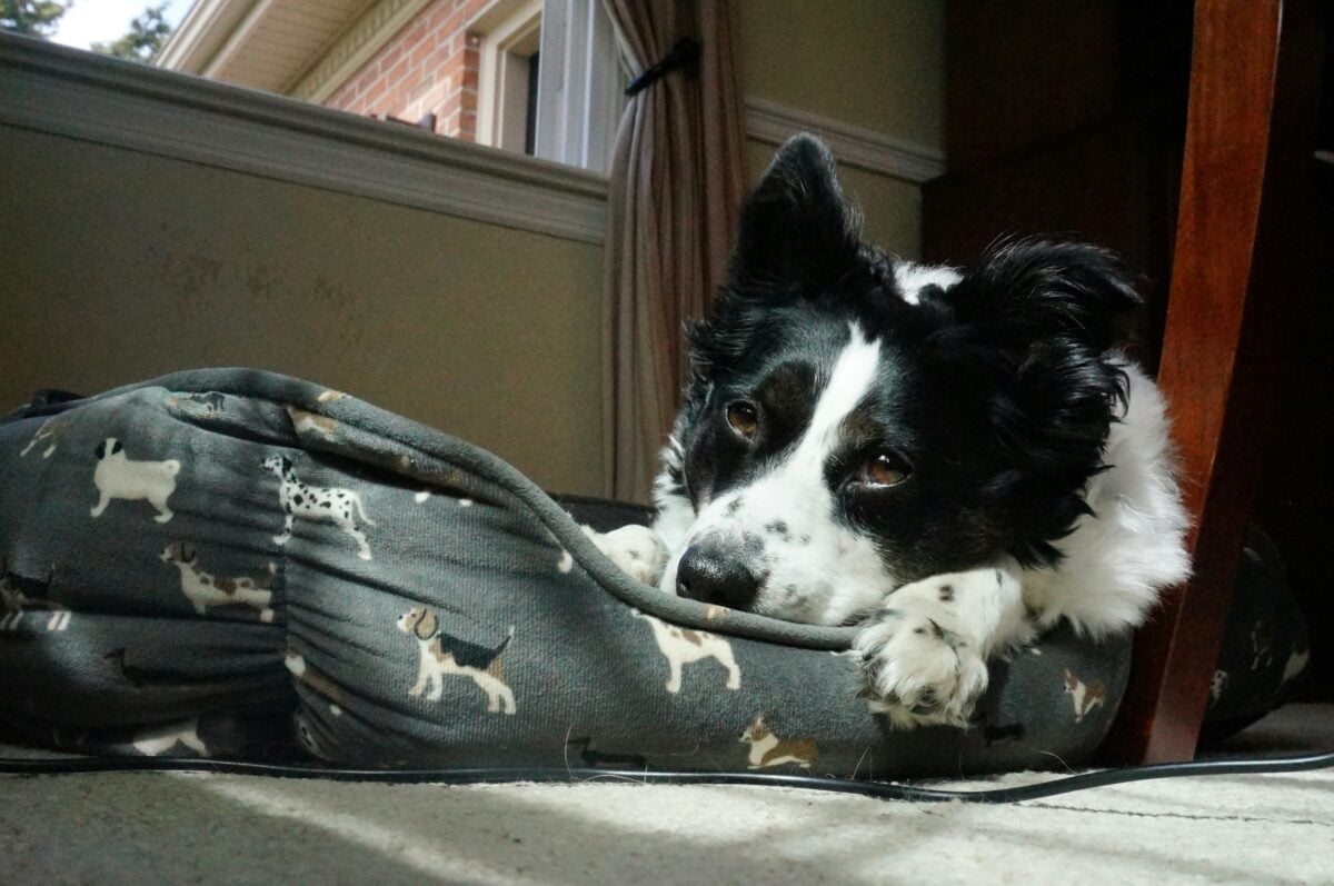 Border Collie sitting on a dog bed looking bored.