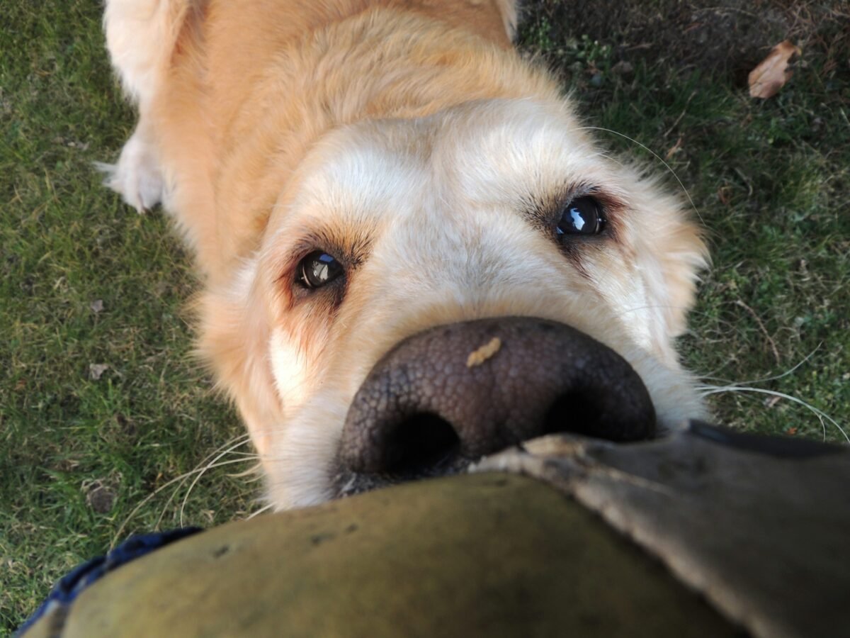 Golden Retriever nuzzling close-up.