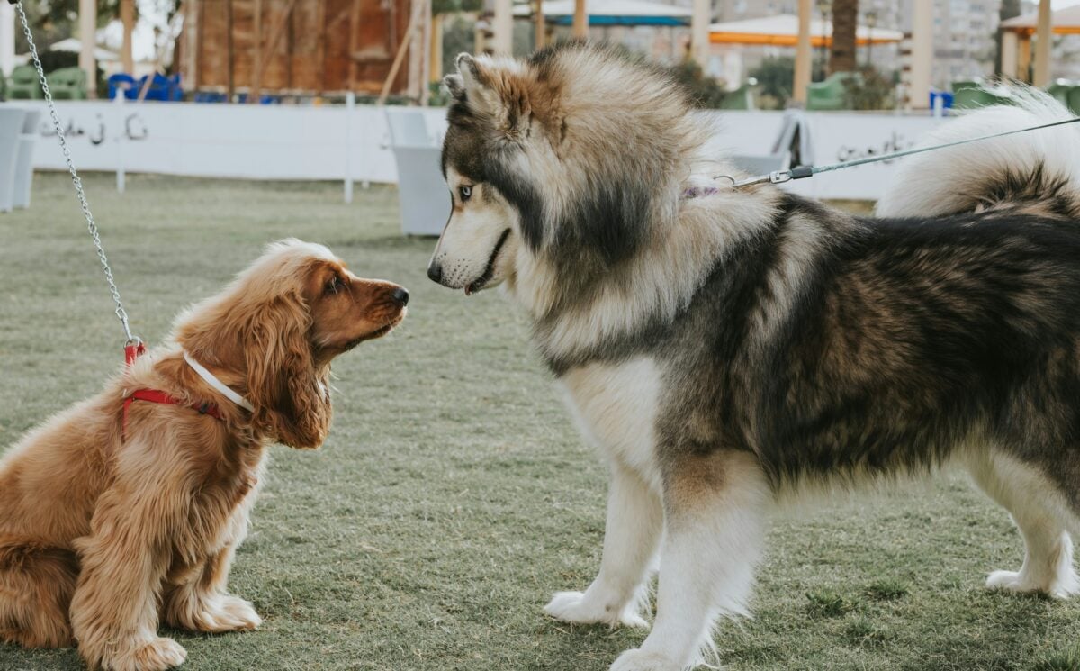 Nervous dog meets larger, confident dog at dog park.