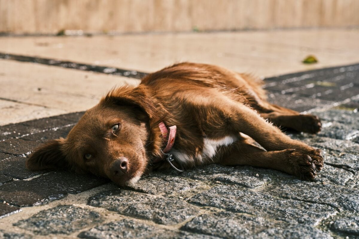 Brown dog lying on hot stone/pavement.