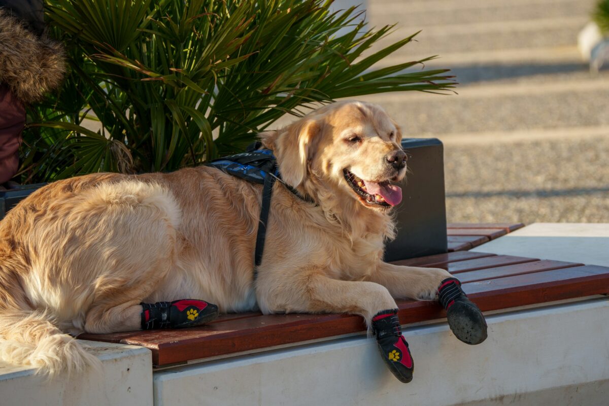 Golden Retriever dog lying on bench wearing booties to protect paws from hot pavement.