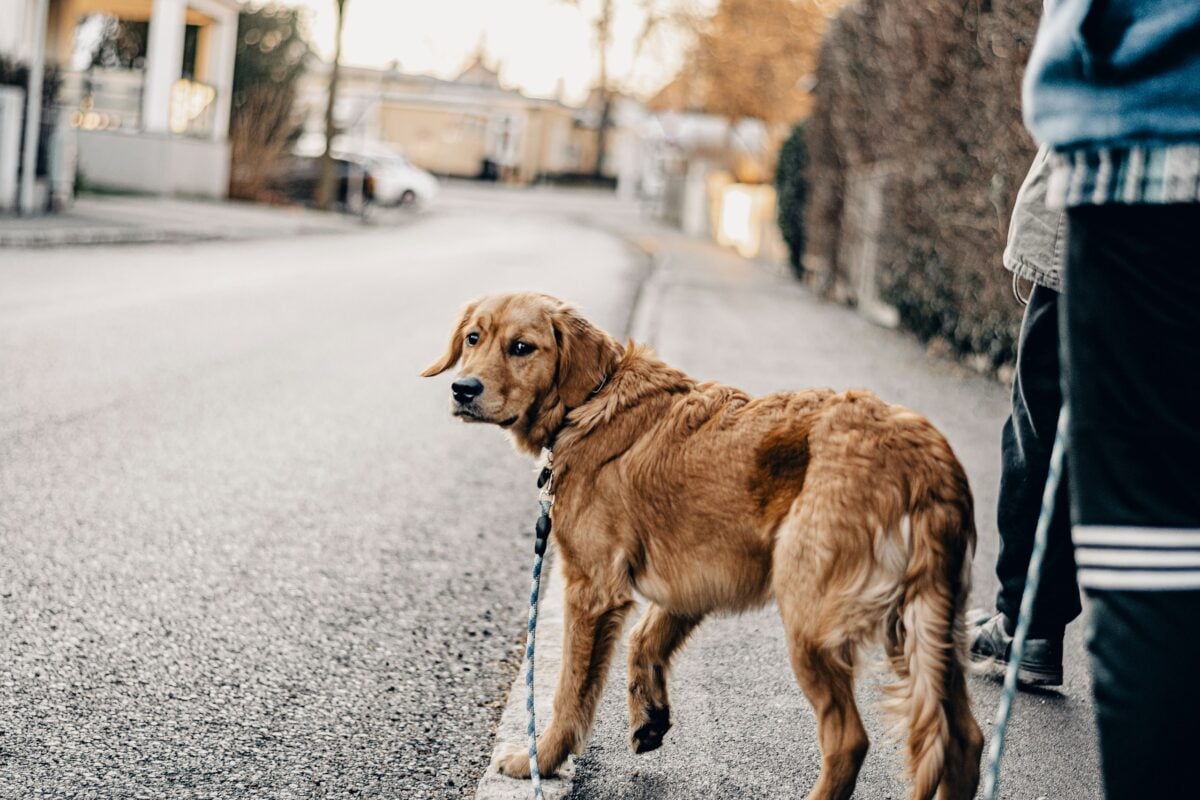 Golden Retriever looking back while on walk.