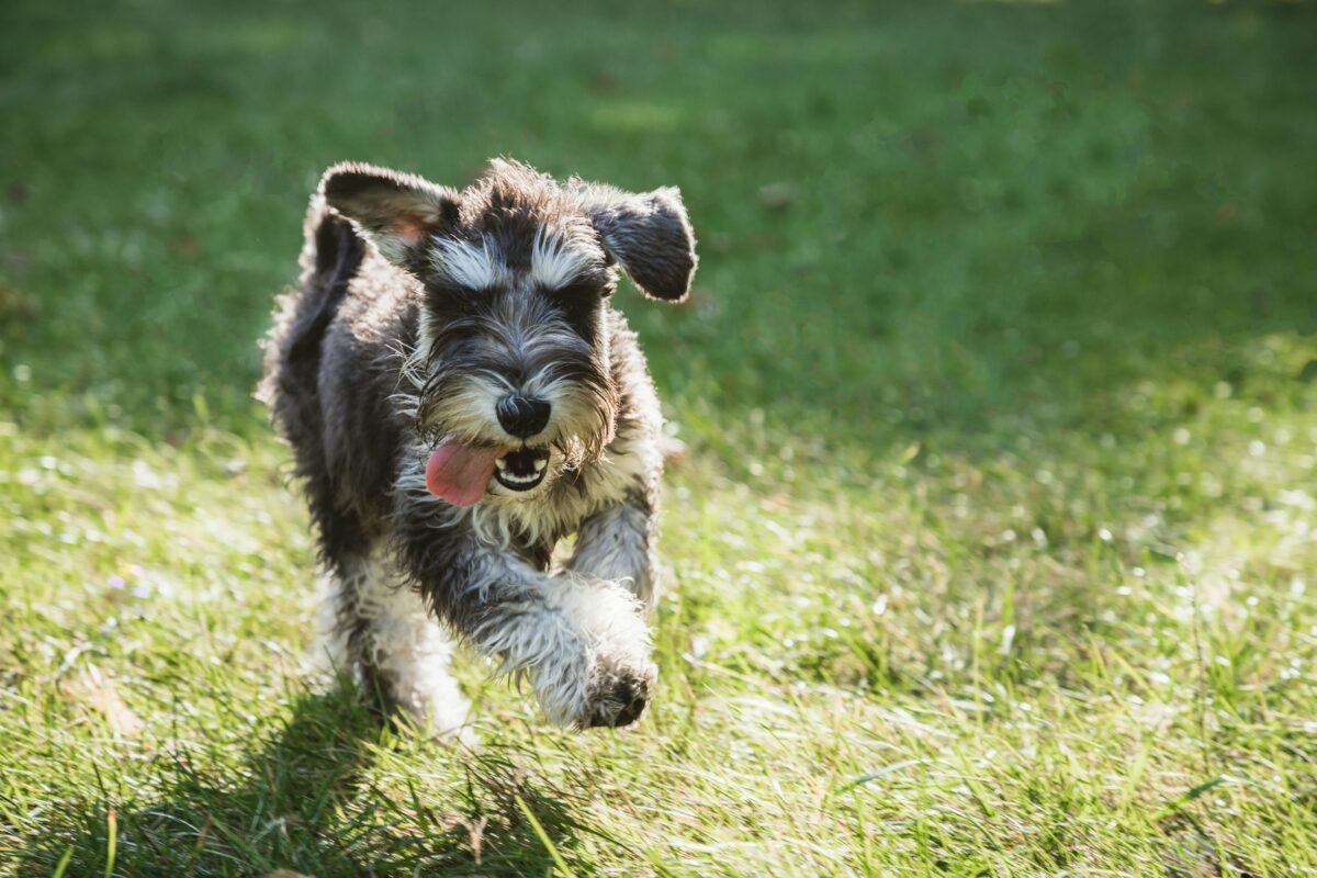 Miniature Schnauzer running outside on grass.