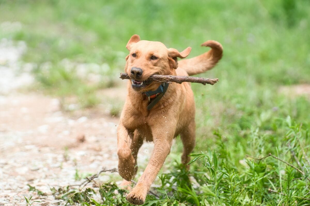 Labrador Retriever running.