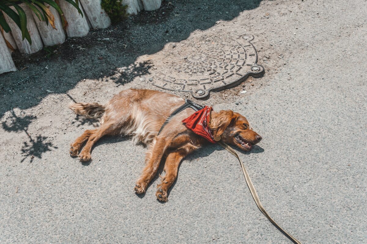 Dog lying on hot pavement.