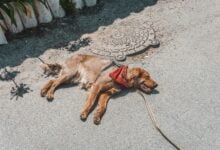 Dog lying on hot pavement.
