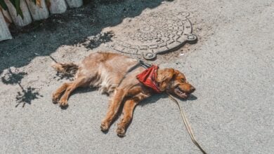 Dog lying on hot pavement.