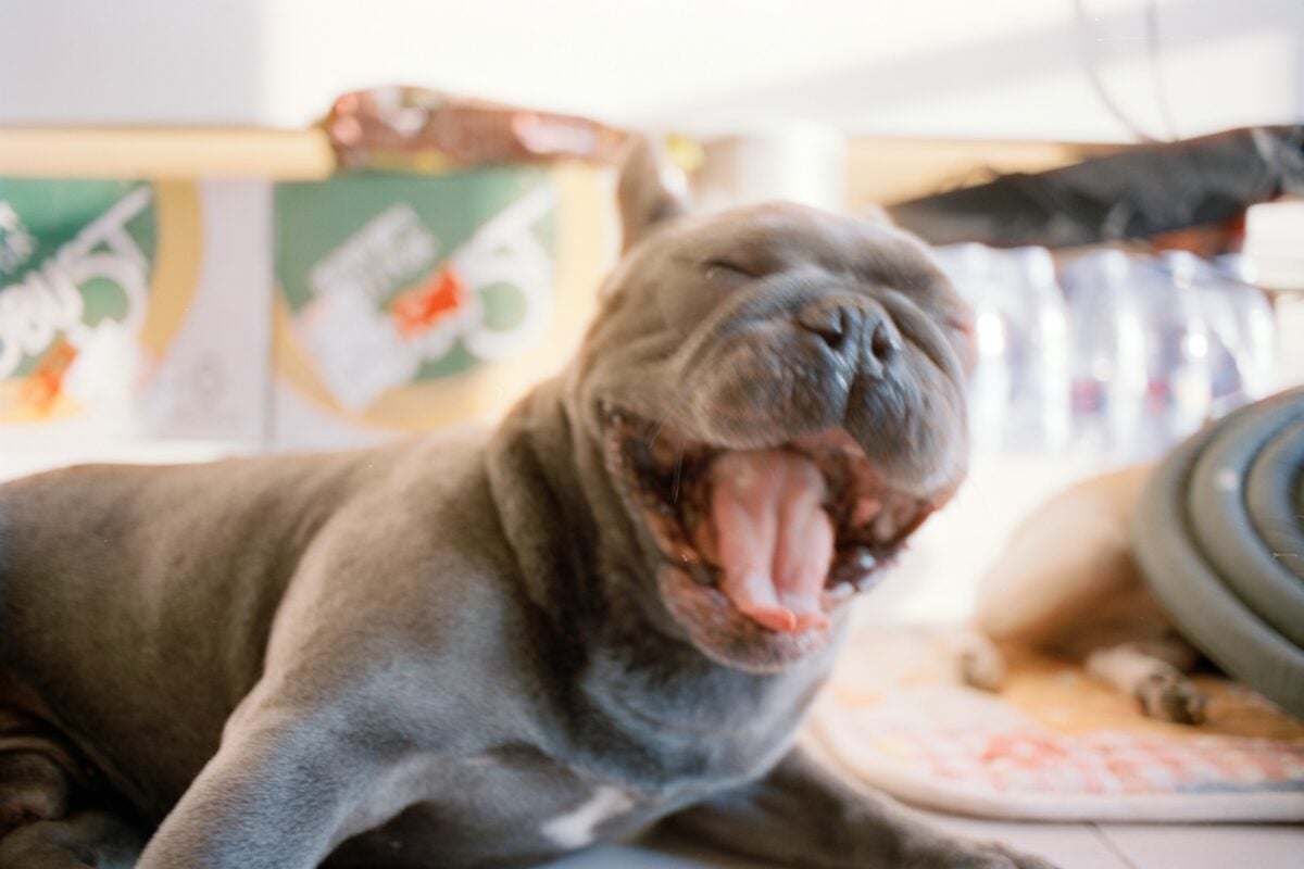 a french bulldog yawns widely with mouth open 
