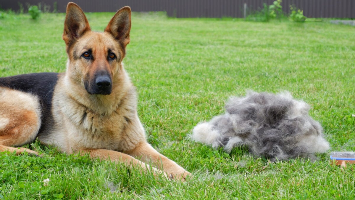 A German shepherd dog sits on a green lawn near a large pile of fur after grooming.
