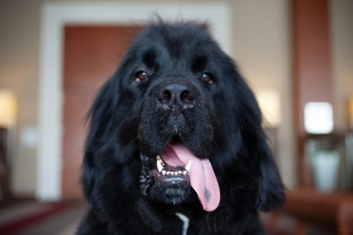 Closeup of Newfoundland dog looking happy.