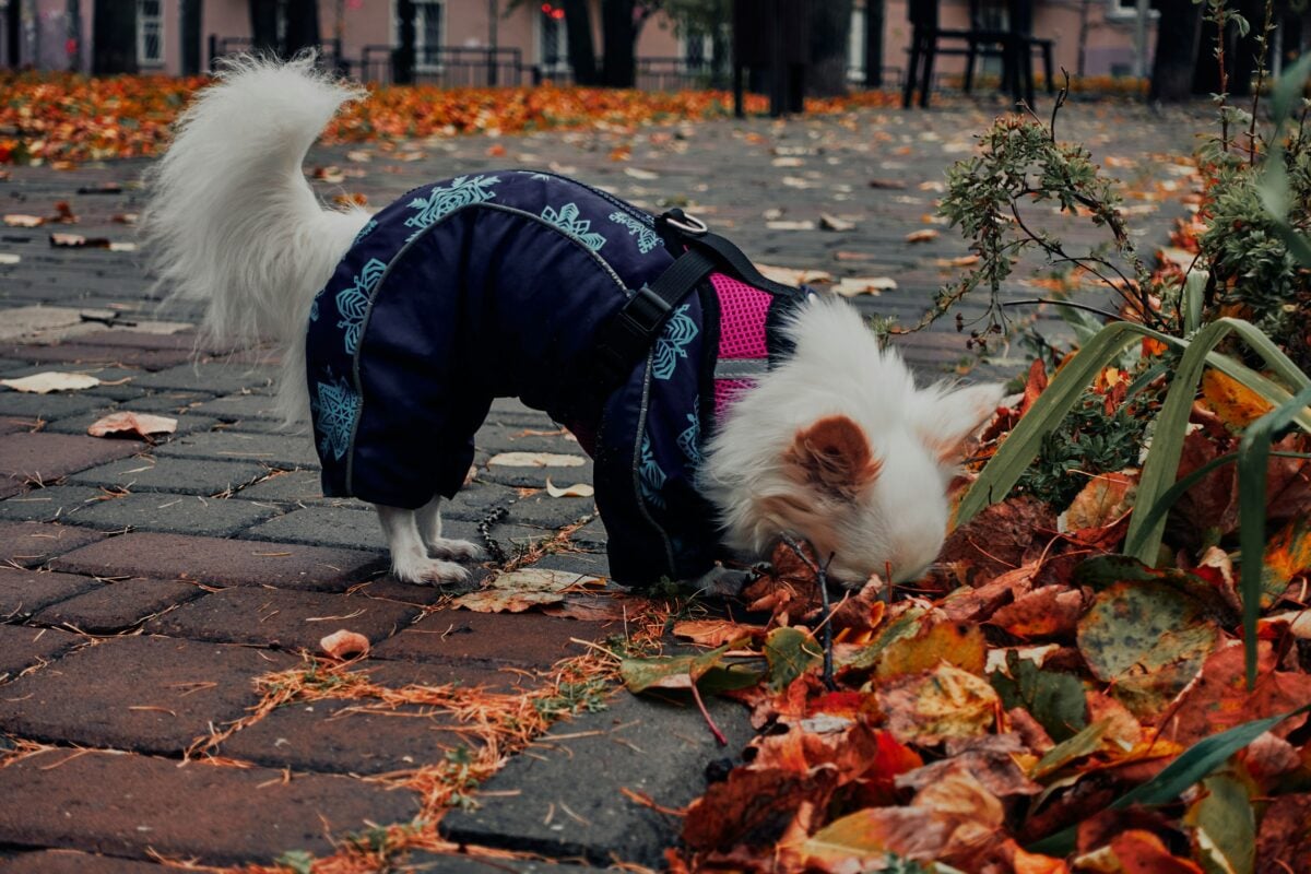 A smalll white dog wearing a blue sweater with its face in a pile of leaves.