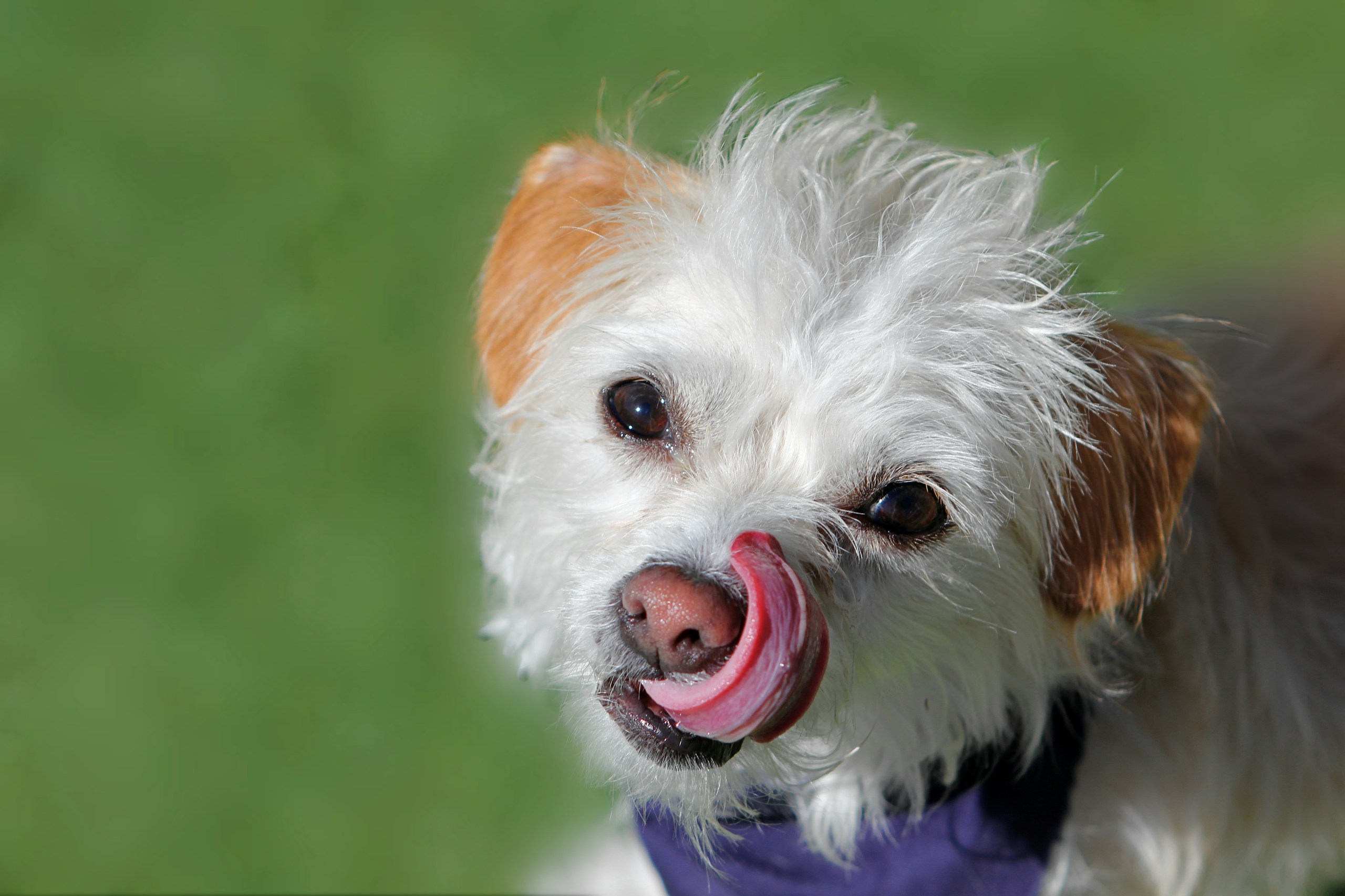 A tiny mix breed dog licks nose while standing outside.