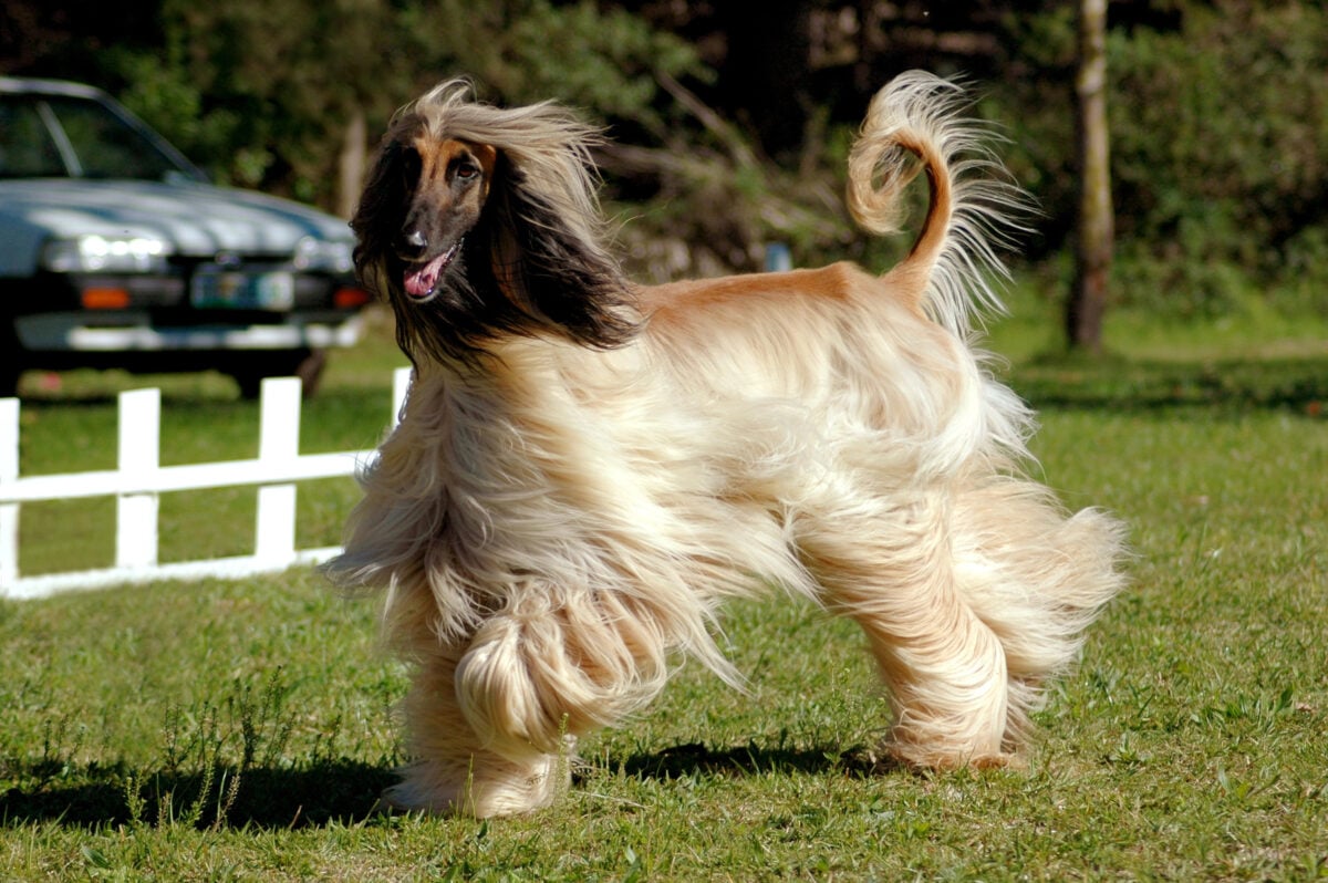 Afghan hound dog running.