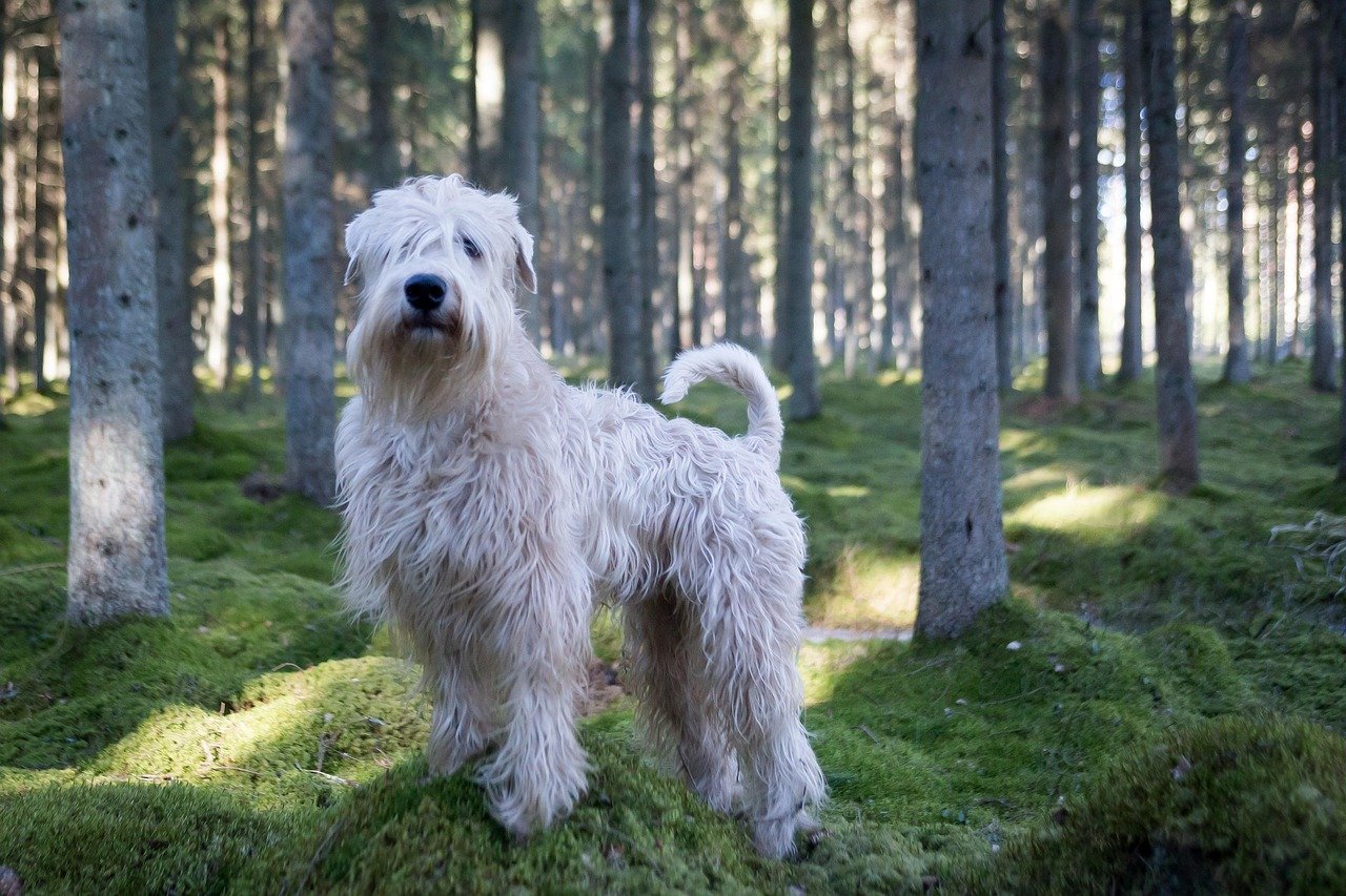  Soft-Coated Wheaten Terrier standing in mossy forest.
