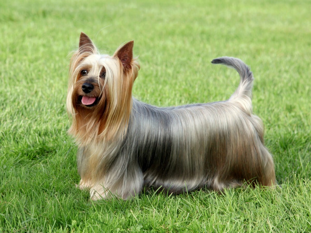 Australian Silky Terrier standing on grass.