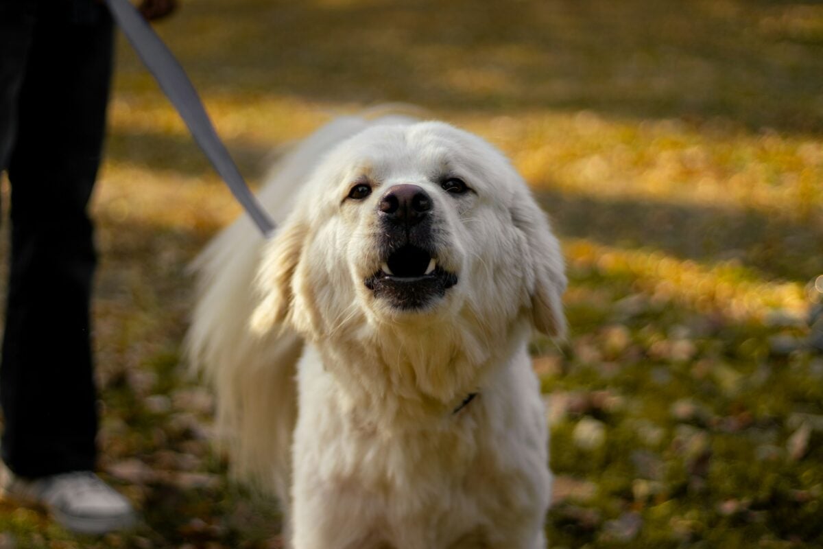 Barking pet indi-dog in a park