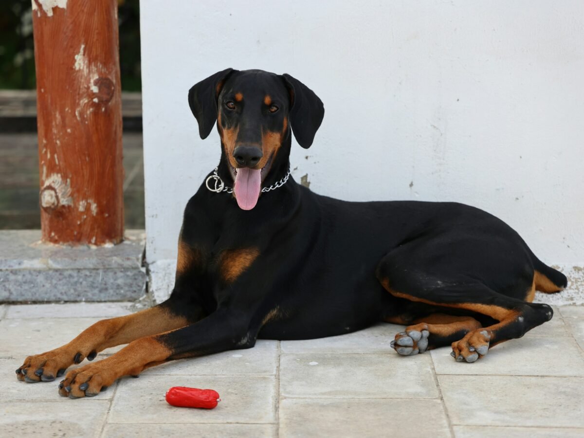 One-year-old Doberman Pinscher lying on tile floor.