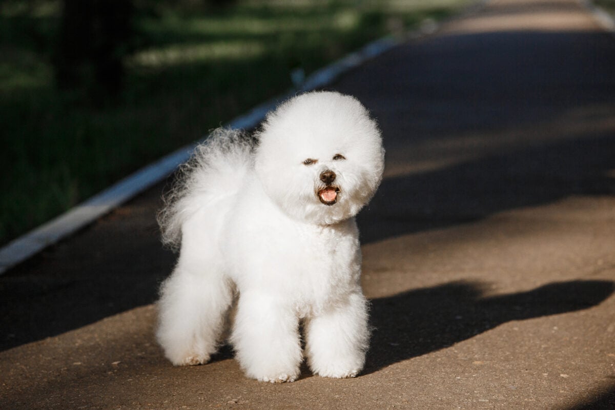 Fluffy, plush Bichon Frise walking on path.