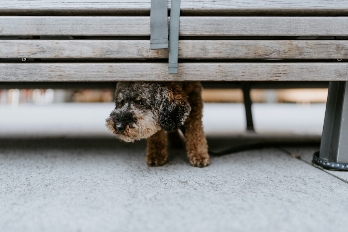 Scared dog hiding under park bench.