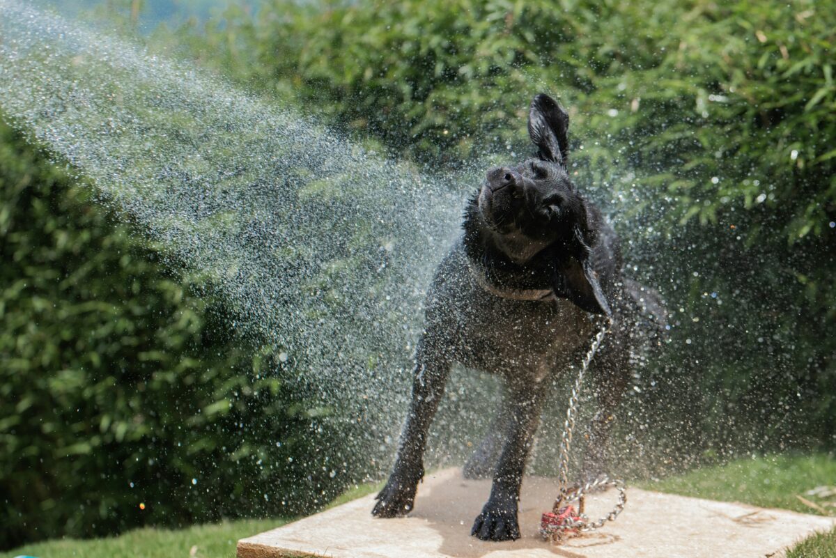 Person spraying dog with hose.