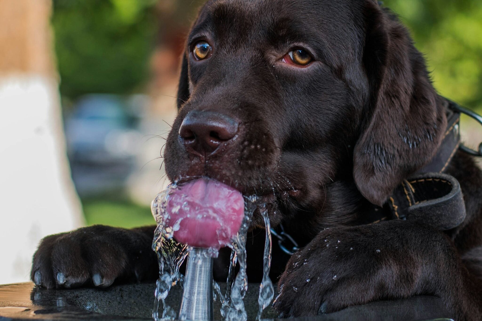 Black Labrador Retriever puppy drinking water.