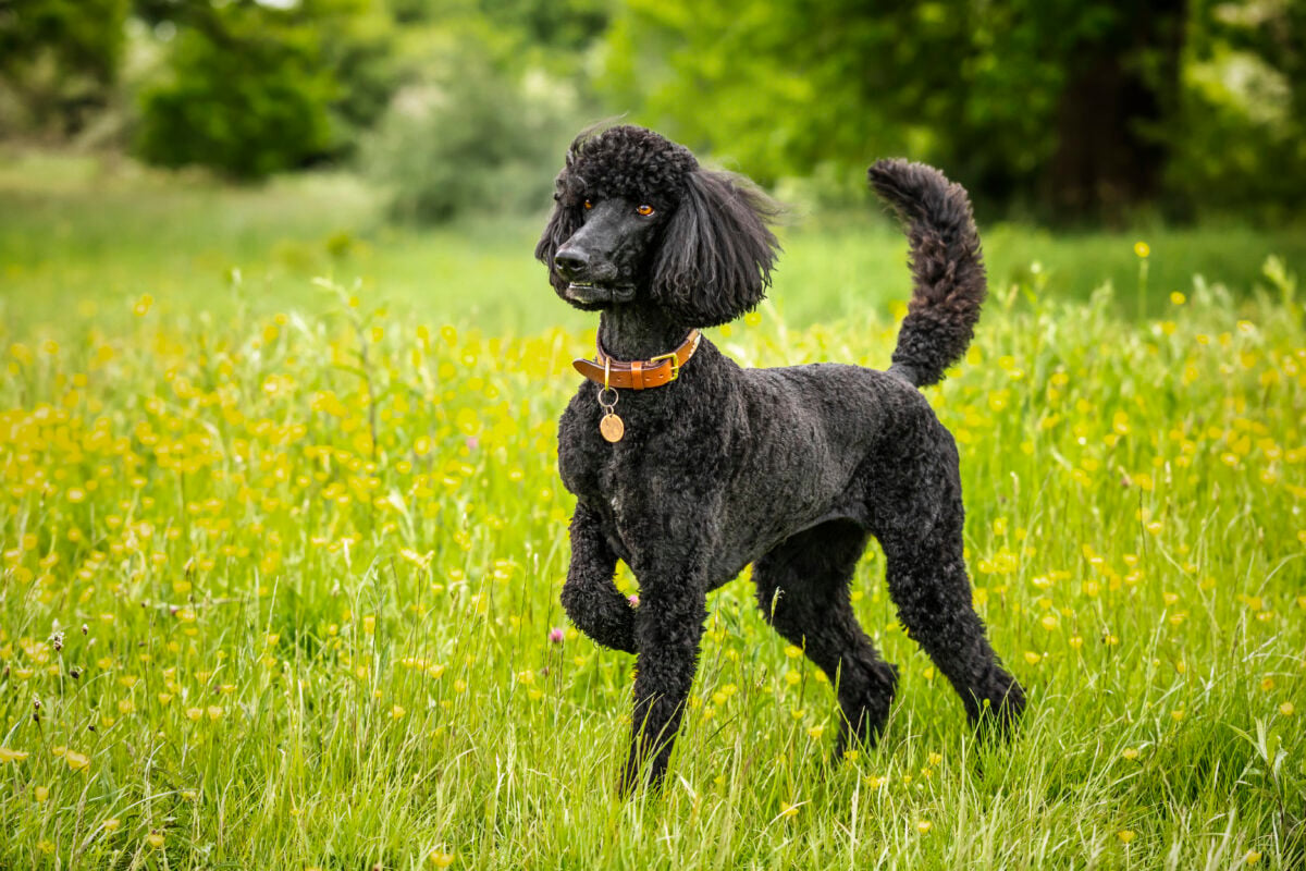 Black standard Poodle standing in a meadow of yellow flowers in the summer.