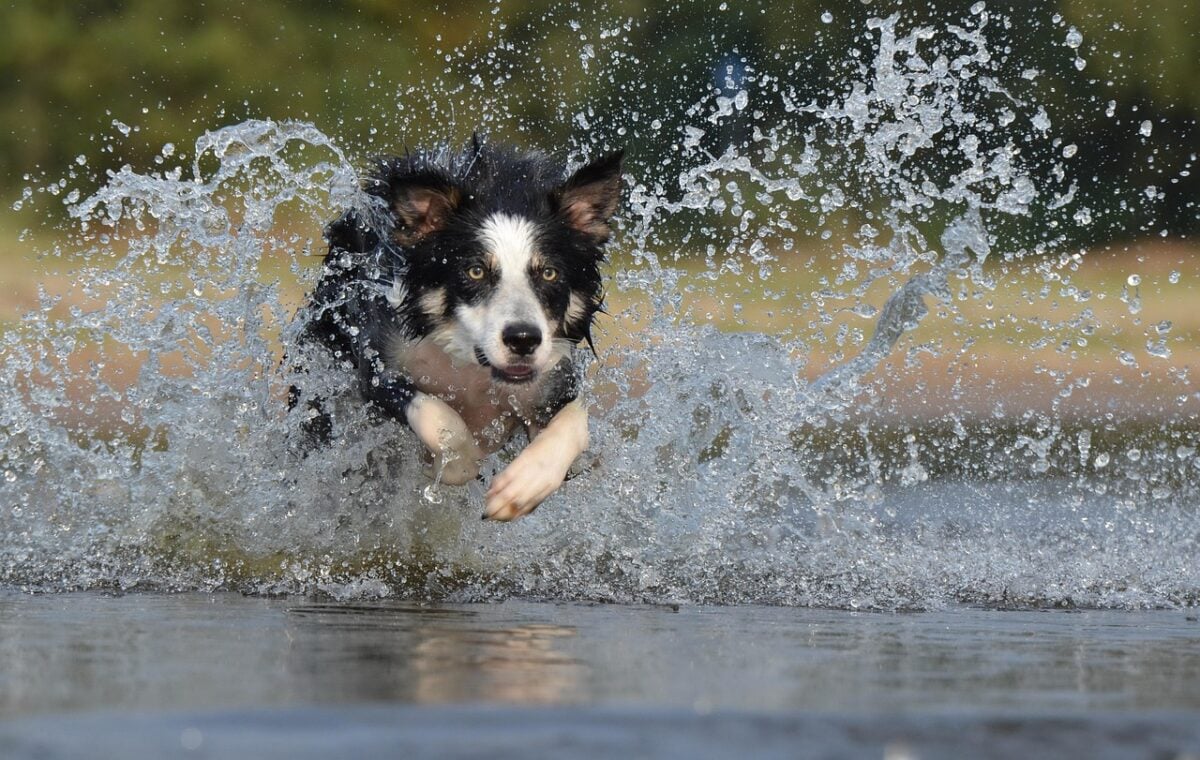 border collie, leap, nature, water, british herding dog, summer