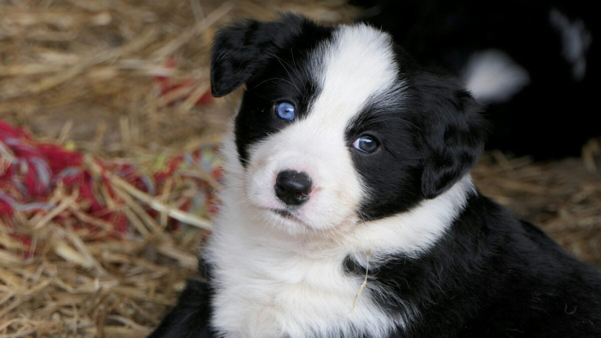 Border Collie Pup 6 weeks old has one blue eye. Southland New Zealand