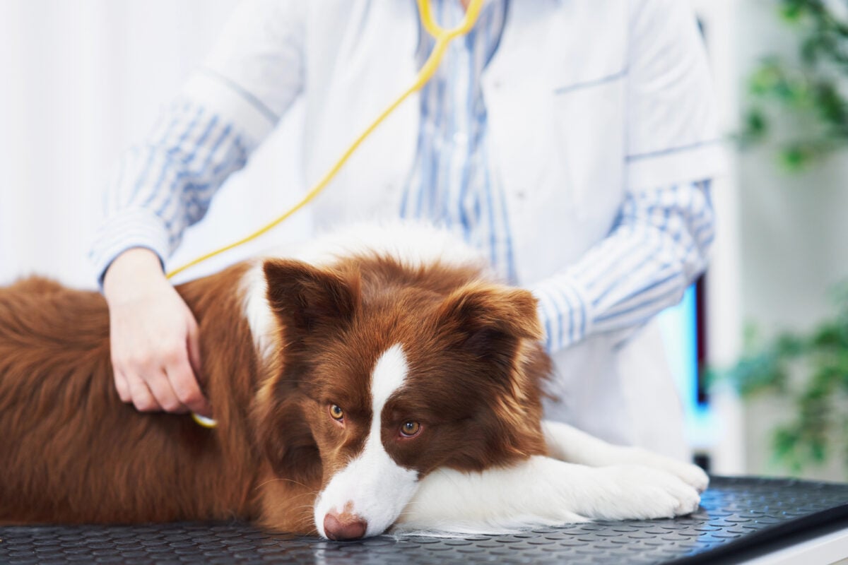 Brown Border Collie dog during visit in vet