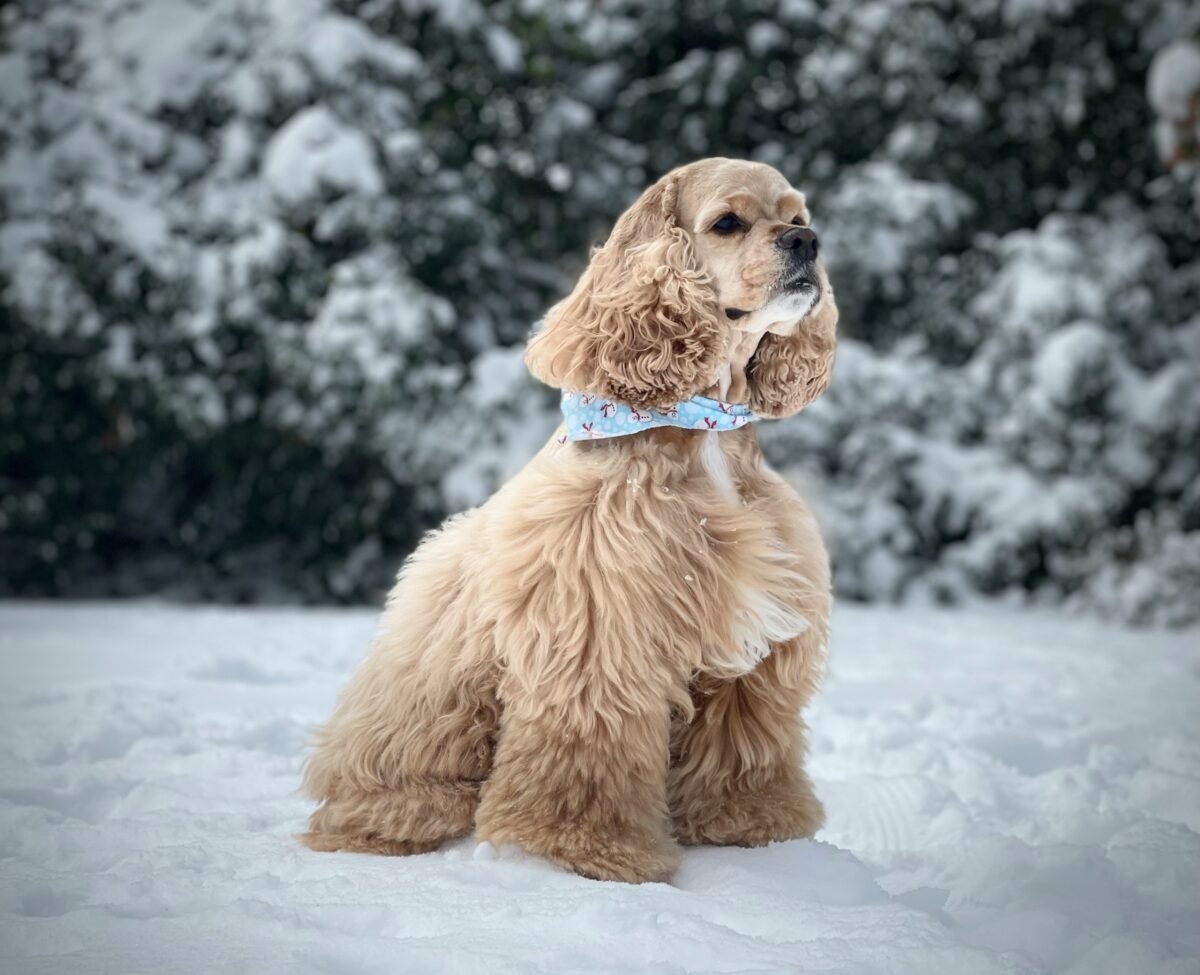 American Cocker Spaniel standing outside in snow.