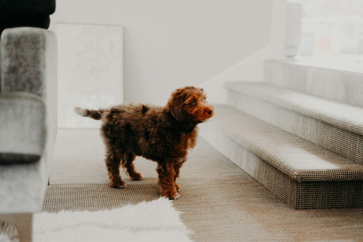 Puppy hesitating to go up stairs.