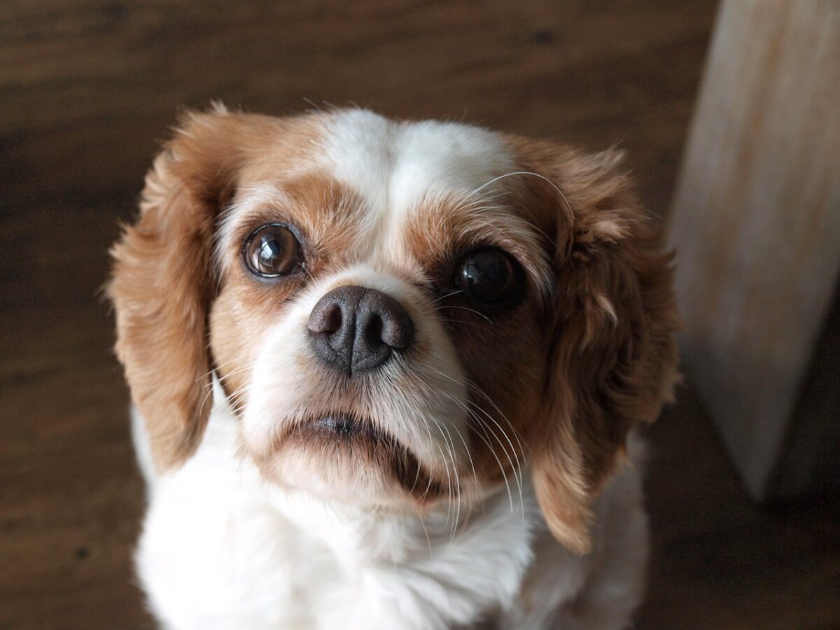 cavalier king charles spaniel, spaniel, dog, pet, animals, dog head, nature, animal, sweet, mammal
