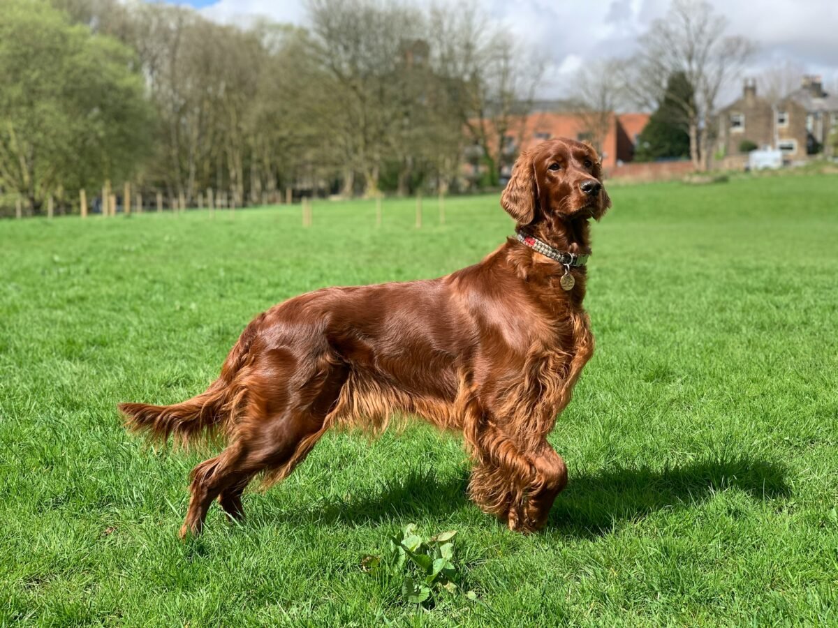 Irish Setter with silky coat standing outside on grass.
