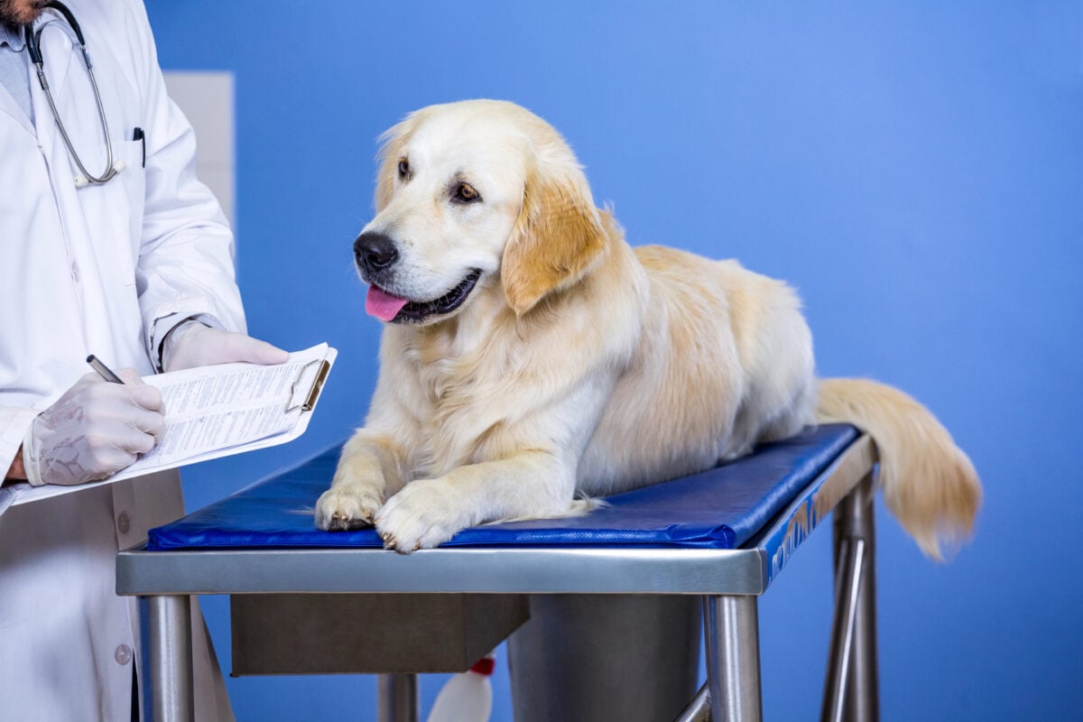 Close up of vet taking notes with a Golden Retrivers on the examining table.
