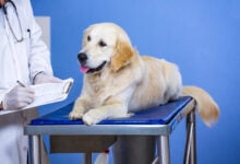 Close up of vet taking notes with a Golden Retrivers on the examining table.
