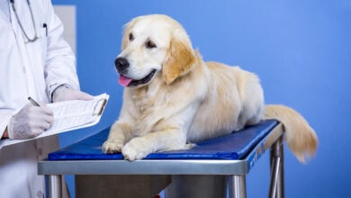 Close up of vet taking notes with a Golden Retrivers on the examining table.