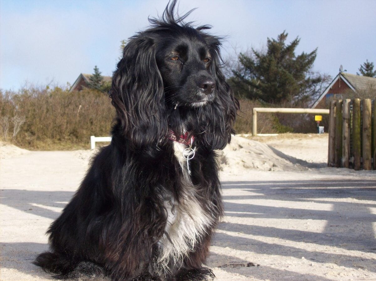 cocker spaniel, dog, black, domestic animal, cocker spaniel, cocker spaniel, cocker spaniel, cocker spaniel, cocker spaniel