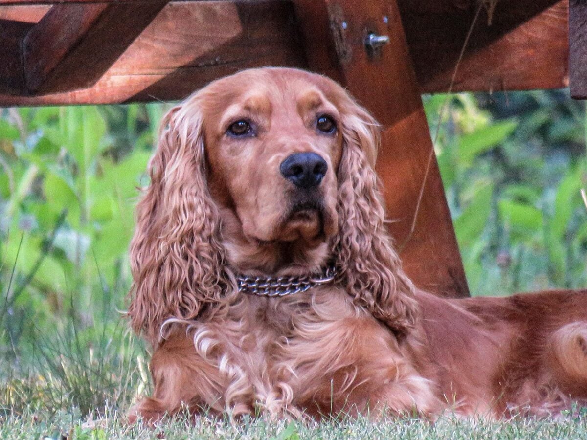 cocker spaniel, dog, pet, animal, domestic dog, canine, mammal, cute, closeup, portrait, nature