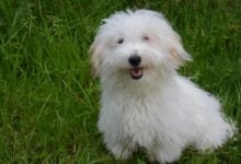 Young Coton de Tulear dog sitting on grass.