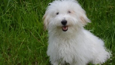 Young Coton de Tulear dog sitting on grass.
