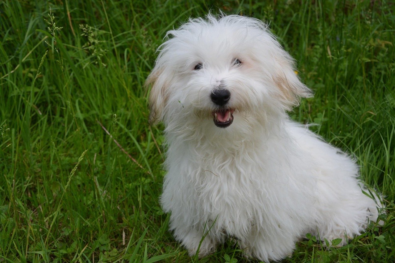 Young Coton de Tulear dog sitting on grass.
