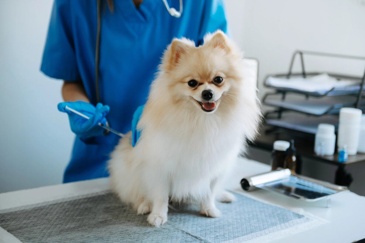 Pomeranian getting injection with vaccine during appointment in veterinary clinic.