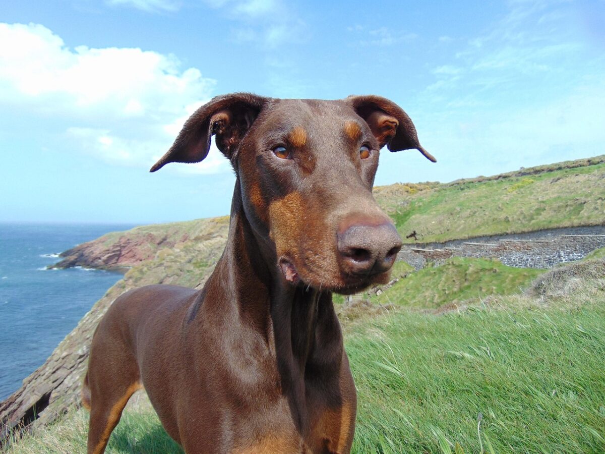 Close-up of red Doberman Pinscher.