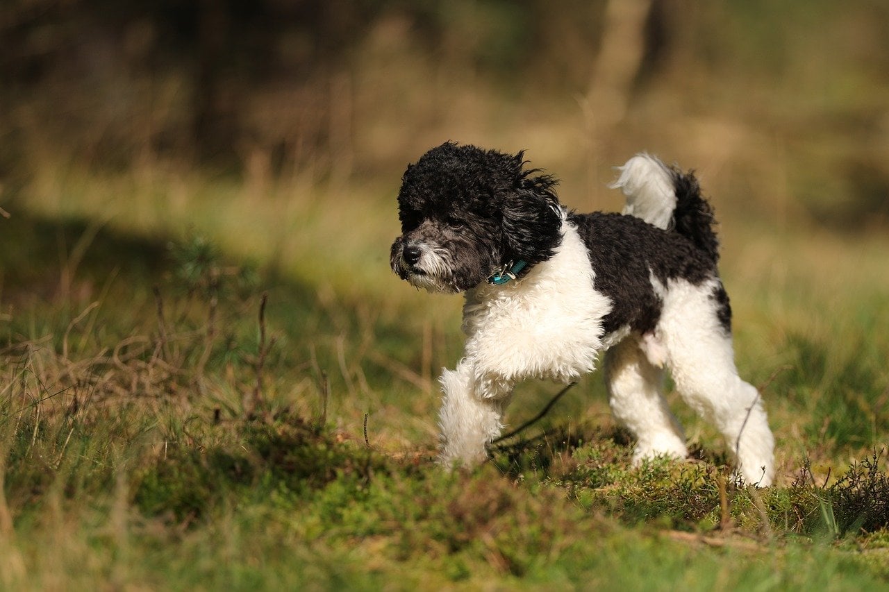 dog, animal, domestic animal, nature, pet, poodle, miniature poodle, harlequin, cute