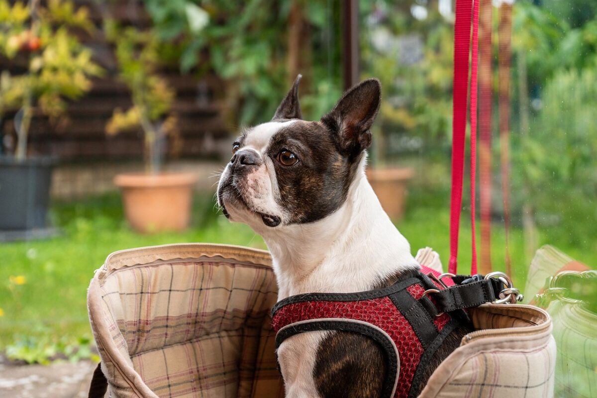 Boston Terrier dog sitting in bag outside.