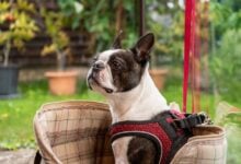 Boston Terrier dog sitting in bag outside.
